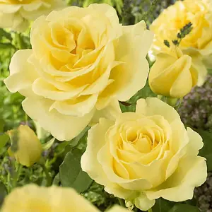 Rose Hybrid Tea 'Golden Yellow' Bare Root