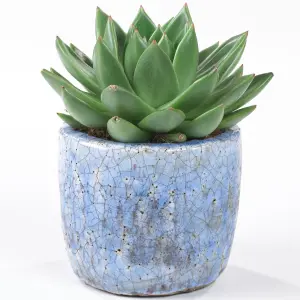 Echeveria 'Miranda' - Stunning Rosette Succulent, Perfect for Indoor Gardens, Easy Care (10-20cm)