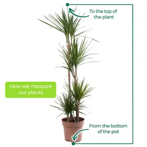 Dracaena Marginata - Stylish and Air-Purifying Indoor Plant for Interior Spaces (160-180cm Height Including Pot)