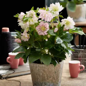 Helleborus orientalis Double Ellen Pink 14cm Potted Plant x 1