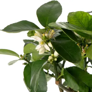 Lime Tree - Outdoor Fruit Tree, Grow Your Own Tasty Fruits, Ideal Size for UK Gardens in 20cm Pot (2-3ft)