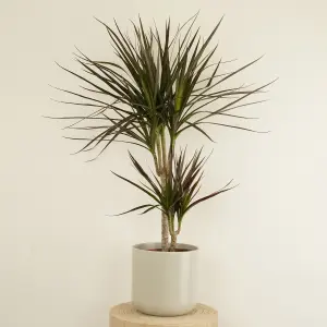 House Plant - Dragon Tree - Magenta - 17 cm Pot size - 50-70 cm Tall - Dracaena Magenta - Indoor Plant