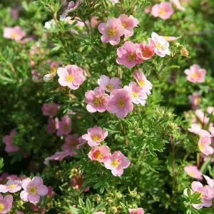 Potted Plantentilla Fruticosa Lovely Pink 3.5 Litre Potted Plant x 2