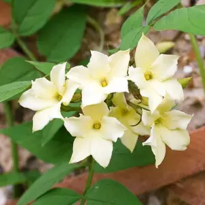 2 x Jasmine Officinale Clotted Cream in 9cm Pots - Deciduous Climber Plants