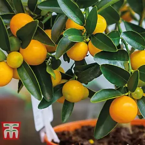 Citrus Fruit Collection - Lemon & Orange - 2 Potted Plants