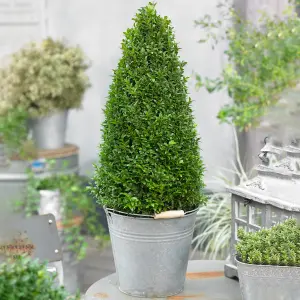 Buxus Pyramid - Evergreen Shrub for Formal Gardens (40-50cm)