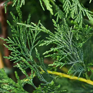 Leylandii 70cm Height Evergreen Hedge Plant Pack of 6