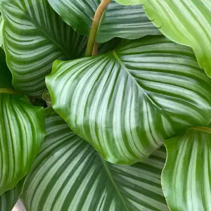 Calathea Orbifolia in 12cm Pot - 30-35cm in Height - Indoor Striped Prayer Plant