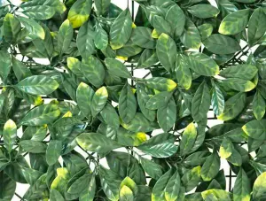 Primrose Laurel Leaf Artificial Garden Patio Outdoor Hedge Panels 50cm x 50cm