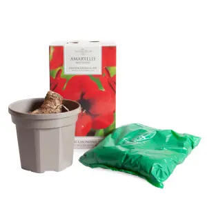 Amaryllis 'Red Velvet' Indoor Growing Kit - Perfect Christmas Gifts for Gardeners