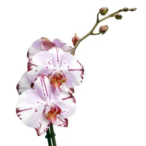 GoodHome Single Stem Moth orchid in Assorted Ceramic Decorative pot 12cm