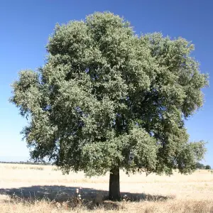 Quercus Ilex Tree - Evergreen Holm Oak Tree, Yellow Catkins, Hardy (5-6ft)