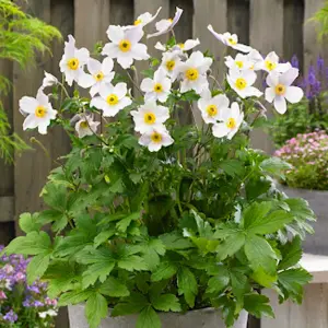 Anemone Wild Swan - Elegant White Blooms, Compact Size (15-30cm Height Including Pot)