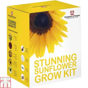 Seed Grow Kit - Stunning Sunflower - 1 Pack - Ideal Gift