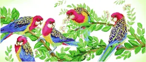 E/ROSELLA GATHERING - Diamond Painting Kit: Eastern Rosella Gathering - Diamond Dotz