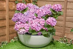 Primrose White Stone Effect Planters Frost & Fade Resistant Planter Outdoor Plant Pot 55cm