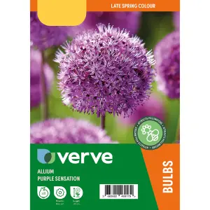 Allium Purple Sensation 8 Flower bulbs