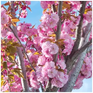 Japanese Flowering Cherry /  Prunus 'Kanzan' 4-5ft Tall , Large Double Deep Pink Flowers 3FATPIGS