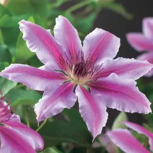 Clematis Nelly Moser - Stunning Flowering Vine for Beautiful UK Gardens - Outdoor Plant (30-40cm Height Including Pot)