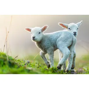 Cute Young Lambs On Pasture by Jag_cz - Wrapped Canvas Print 20cm H x 30cm W x 3.8cm D