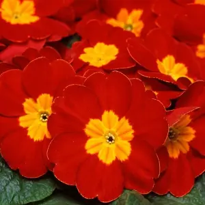 Polyanthus Red Bedding Plants - Vibrant Blooms (6 Pack)