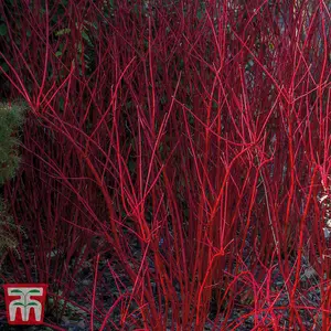 Cornus alba Sibirica 9cm Pot x 1