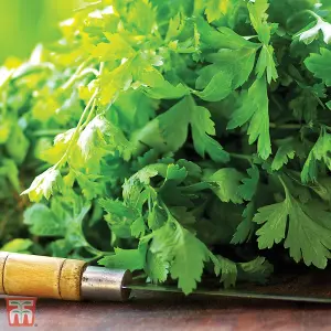 Herb Coriander 1 Seed Packet (50 Seeds)