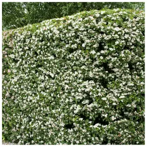 5 Hawthorn Hedging Plants 20-30cm Tall In 1L Pots ,Wildlife Friendly Hawthorne Hedges 3FATPIGS