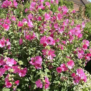 Lavatera Burgundy Wine Garden Plant - Deep Pink Blooms, Compact Size (25-35cm, 3 Plants)