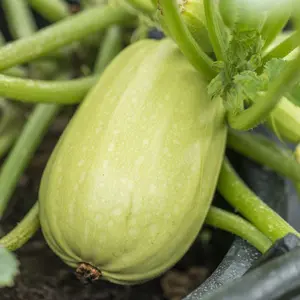 Squash Grillers Mix 1 Seed Packet