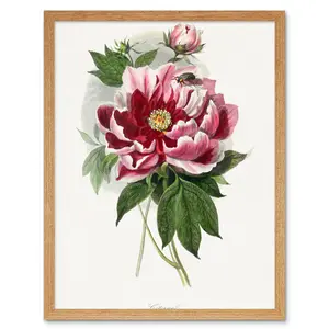 Vintage Pink Red Peony Bloom Flowers - Print Unframed / 25.9cm H x 20.6cm W