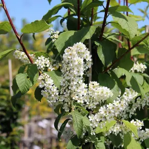 3-4ft Bird Cherry (Prunus Padus) Bare Root Hedging Plants Tree Whips Sapling - Pack of 10