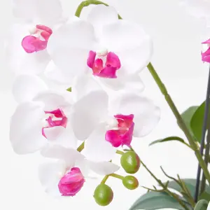 Homescapes White Orchid 52 cm Phalaenopsis in Cement Pot Extra Large, 5 Stems