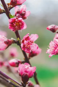 Prunus Nectarine Honey Kist Fruit Tree 6ft Supplied in a 10 Litre Pot