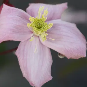 Clematis Elizabeth Pink Flowering Vine Climbing Plant 60cm Cane 3L Pot