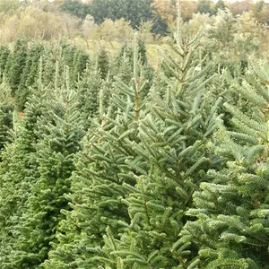 Gardenersdream Nordmann Fir Pot Grown Christmas Trees Delivery: Week 6| Gardenersdream