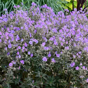 Geranium Boom Chocolatta - Purple Flowers, Deep Coloured Foliage, Moderate Height (30-40cm Height Including Pot)