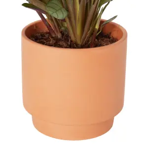 Verve Prayer plant in Pale grey Terracotta Decorative pot 13cm