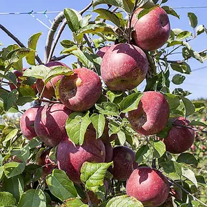 Gala' Apple Patio Fruit Tree in a 5L Pot 90 - 110cm Tall Grow Your Own Fruit Fruit Trees for Gardens