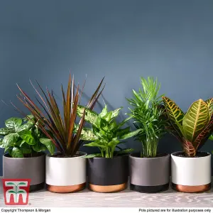 Mixed Houseplant Collection  - 3 Potted Plants (12cm Pots)