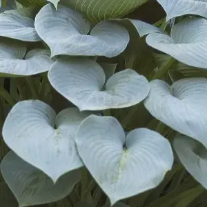 Hosta Halcyon (10-20cm Height Including Pot) Garden Plant - Compact Perennial, Blue-Green Foliage