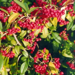 Cotoneaster Cornubia Tree - Abundant Red Berries, Attracts Birds (5-6ft)