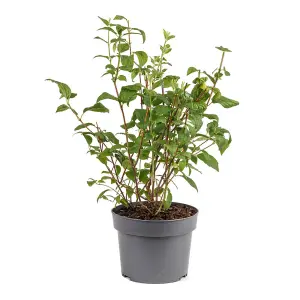 Mock Orange Philadelphus Snowbelle in a 9cm Pot Ready to Plant Out Garden Ready Plants Supplied as 1 x Established Plant