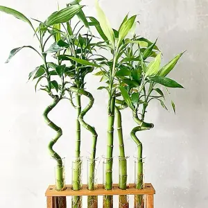 Lucky Bamboo 40cm Stems - 4 Spiral Stems - Dracaena Sanderiana - Indoor Plant Gift