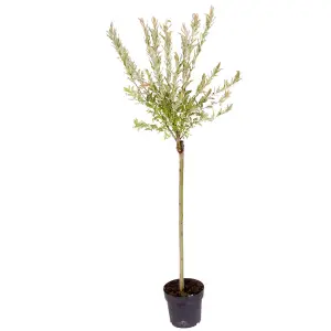 Flamingo Willow Tree, Salix Integra 'Hakuro-nishiki' - 80cm Standard Tree in a 3L Pot