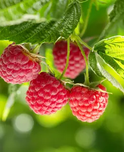 Raspberry Sweet Sunshine - 1x 9cm pot