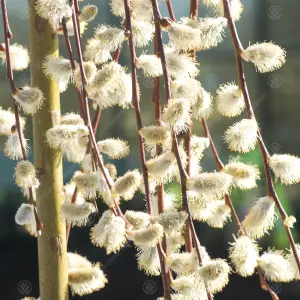 Salix caprea Pendula Tree - Kilmarnock Willow, Hardy, Low Maintenance (5ft Stem)