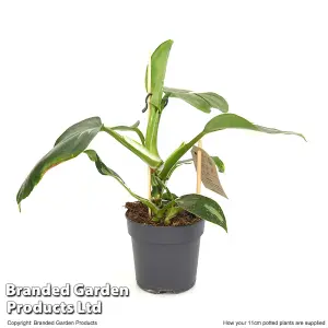 Houseplant Philodendron erubescens White Knight 11cm Pot x 1