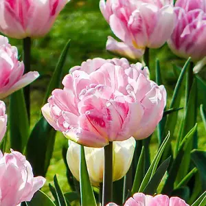 Tulip Double Pink 20 bulbs size 10/11