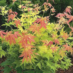 Orange Dream Japanese Maple Shrub Plant Acer Palmatum 3L Pot 40cm Grafted